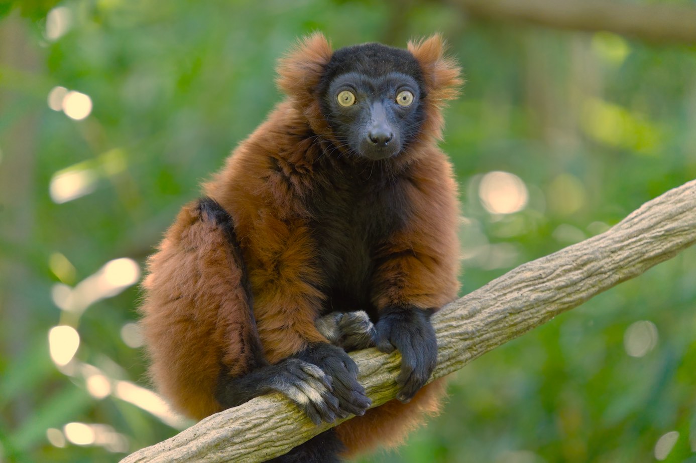 Rec Lemur 0709